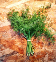 Nature et Saveurs - Ferme Aquaponique et Permacole Astérienne - Aneth frais – Une touche anisée pour sublimer vos recettes