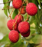 L’Oliveraie du Coudon - LITCHI BRANCHE  1KG