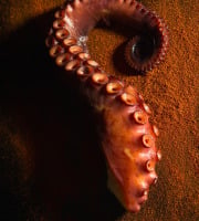 Thierry Salas, fumage artisanal - Tentacule de poulpe fumé - entier
