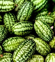 Nature et Saveurs - Ferme Aquaponique et Permacole Astérienne - Cucamelon