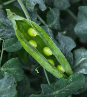 Maison Argentain - Petits Pois - 900g