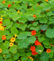 La Cabane à plantes - Capucine feuilles (20 feuilles)