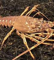 Brest Marée - Langoustes cuites pièce de 1kg