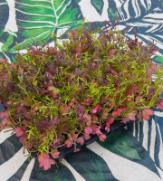 Nature et Saveurs - Ferme Aquaponique et Permacole Astérienne - Micropousses de moutarde – puissance aromatique fraîche