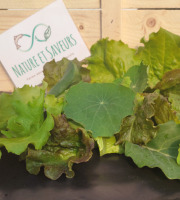 Nature et Saveurs - Ferme Aquaponique et Permacole Astérienne - Mesclun de Laitue & Jeunes Pousses