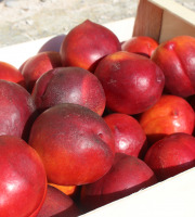 Domaine Reverchon - Nectarine Jaune 1kg