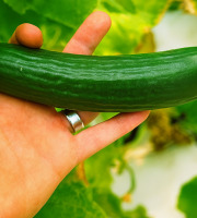 Nature et Saveurs - Ferme Aquaponique et Permacole Astérienne - Concombre Jounia – Fraîcheur croquante à cœur d’été