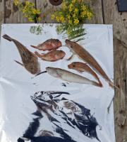 Camargue Coquillages - Casier Bouillabaisse