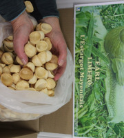 Limero l'Escargot Mayennais - 200 Crouski's