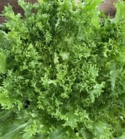 Le Potager de Sainte-Hélène - Salade Frisée