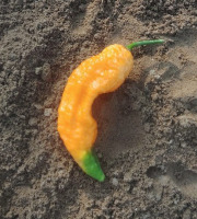 HERBA HUMANA - Piment Bhut Jolokia Saumon - 14g