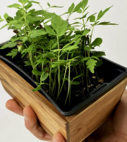 Horssol - Ferme urbaine - Micro-pousse de Acajou x4 barquettes