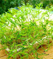 Nature et Saveurs - Ferme Aquaponique et Permacole Astérienne - Micropousses d'aneth coupées - 20g