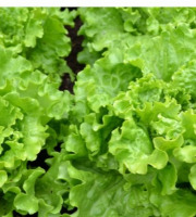 Les Jardins de Mondpa - Salade Batavia blonde