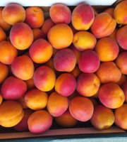 Vergers des brunots - [Précommande] Abricots IGP des Baronnies - Orangered 5 kg
