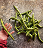 La Ferme d'Artaud - Fèves fraîches - 1 Kg