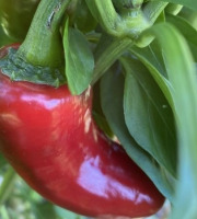 La Cabane à plantes - Piment Jalapeños 30g