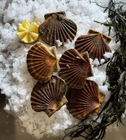 Brest Marée - Coquilles St Jacques entières de la Baie de Morlaix- 3kg