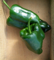 HERBA HUMANA - Piment frais Ancho Poblano Chile 50g