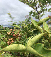 Botanist & Exception - Baie de SANSHO cultivée en France