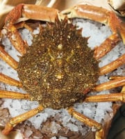 Famille Guezel - Araignée de Mer Vivante 800g-1kg