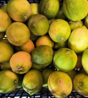 L'OLIVERAIE DU COUDON - PROMO EXCEPTIONNELLE – CITRONS BIO  bien lire la description