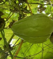 Langevine - Chayote BIO 1 pièce