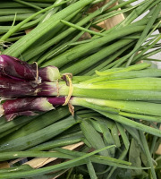 Le Potager de Sainte-Hélène - Oignon rouge botte