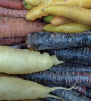 L'OLIVERAIE DU COUDON - Carottes multicolores – 5 kg