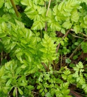 Rébecca les Jolies Fleurs - Herbes fraiches : Cerfeuil sauvage