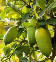 Les Hespérides - Coopérative de la Riviera Française - Citron caviar (variété Faustrime) 200g