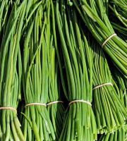 Nature et Saveurs - Ferme Aquaponique et Permacole Astérienne - Ciboulette fraîche – fine, parfumée, irrésistible