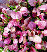 Nature et Saveurs - Ferme Aquaponique et Permacole Astérienne - Jeunes Feuilles — Tatsoï Sanguin Arax
