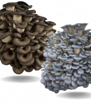 Naturélium - Le pleurote en huître gris/bleu 1kg