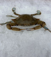 Pêcheur Toni  Micheau - Crabes Bleus (1Kg) - Golfe Du Lion - Méditerranée