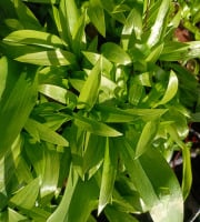 Rébecca les Jolies Fleurs - Herbes fraiches : Ail des ours