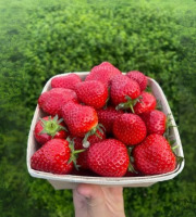 Domaine Reverchon - Fraise Cléry du Vaucluse 1kg