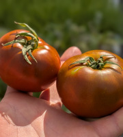 Nature et Saveurs - Ferme Aquaponique et Permacole Astérienne - Tomate noire Kakao - Kg