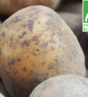 Mon Petit Producteur - Pomme De Terre Bio Ditta - Petit calibre - Variété À Chair Ferme 1Kg