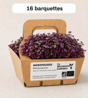 Ma Micropousse culinaire - Micro-pousses de radis poupre Bio 16 barquettes