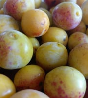 Rébecca les Jolies Fleurs - Mirabelles