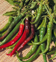 Les Jardins de Mondpa - piment doux