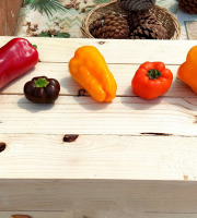 Nature et Saveurs - Ferme Aquaponique et Permacole Astérienne - Poivrons aquaponiques en mélange – 100 % mûrs, 0 % vert