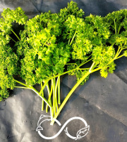 Nature et Saveurs - Ferme Aquaponique et Permacole Astérienne - Persil frisé Krausa – fraîcheur et relief durable