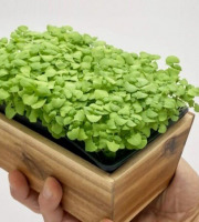 Horssol - Ferme urbaine - Micro-pousse de Basilic thaï x4 barquettes