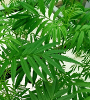 Nature et Saveurs - Ferme Aquaponique et Permacole Astérienne - Tagete erecta – Tagète passion, fraîcheur tropicale en feuilles