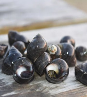 Brest Marée - Bigorneaux Cuits - 1kg