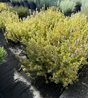 L’Oliveraie du Coudon - THYM CITRON XXL POTS DE 18