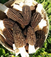 Morilles du Lac - Morilles Fraîches De Forêt - 1kg