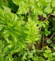 Rébecca les Jolies Fleurs - Herbes fraiches : Cerfeuil sauvage